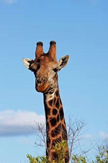 Limpopo Province Animals Drucke: Giraffe Giraffa Camelopardalis}