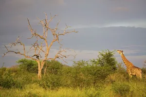 African Giraffe Drucke: Giraffe Giraffa Camelopardalis}