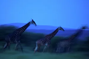 African Giraffe Drucke: Giraffe Giraffa Camelopardalis}