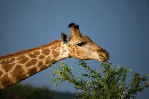 African Giraffe Drucke: Giraffe Giraffa Camelopardalis}