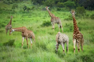 "Giraffe" (Giraffa camelopardalis)