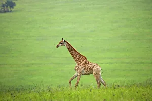 Rindertier (Giraffa camelopardalis)