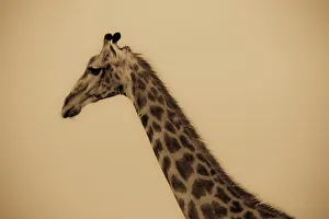 Limpopo Province Animals Drucke: Giraffe (Giraffa camelopardalis)