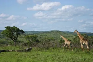 KwaZulu Natal Tourism Drucke: Giraffe Giraffa Camelopardalis}