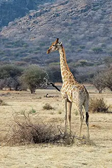 Etosha National Park Animals Drucke: Giraffe (Giraffa camelopardalis)