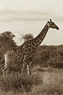 Monochrome Animal Photography Drucke: Giraffe (Giraffa camelopardalis) in a forest