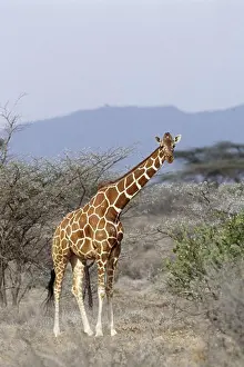 Artiodactyla Mammals Drucke: Giraffe in wild