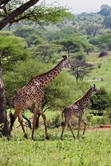 Giraffes