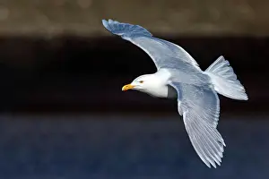 Drucke von Grauschilfseeschwalbe, Larus hyperboreus, Norwegen, Spitzbergen, Flugfoto, McPkst MCP MAS 2024 005062 MCPKST Vogel Drucke: Glacialis Möwe, Larus Hyperboreus
