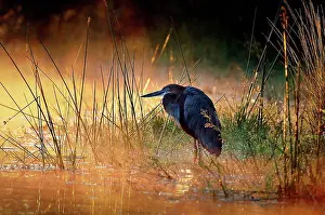 African Fauna Images Drucke: Goliath heron