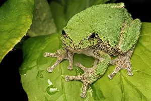 Drucke von Ein Graubärlauber (Dryophytes versicolor) in natürlicher Umgebung, Thornton, Ontario, Kanada Versicolor Drucke: Ein Gray Treefrog (Dryophytes versicolor) in Thornton, Ontario, Kanada