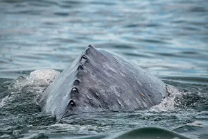 Whale Watching Tour Drucke: back of gray whale