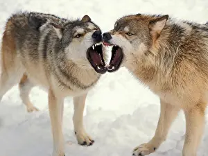Canis Lupus Behavior Drucke: Gray Wolves Baring Their Teeth