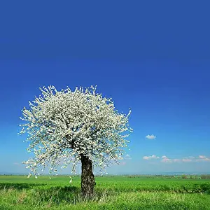 Cherry Tree Blooming Drucke: Green fields in spring, blooming old Cherry tree (Prunus)