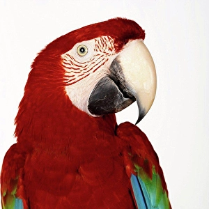 Colorful Parrot Drucke: Green Wing Macaw