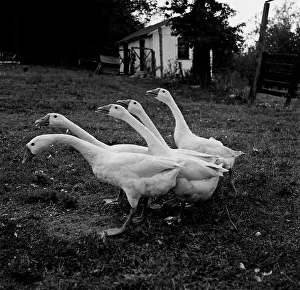 Drucke von Gänsegruppe Oktober Drucke: Gänsegruppe