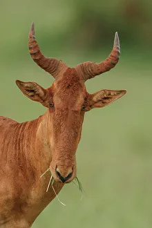 African Nature Images Drucke: Hartebeest, Alcelaphus buselaphus