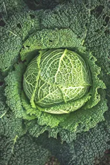 Drucke von Das Herz einer grünen Kohl Ländliche Gemälde Auf Dem Land Drucke: Das Herz einer grünen Kohl.