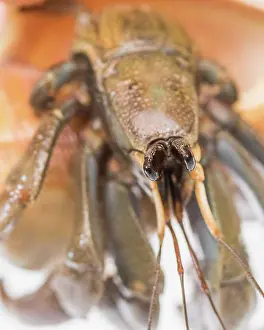 Einsiedlerkrebs Drucke: Ein Krabbenfloh in einer Schale auf weißem Hintergrund.