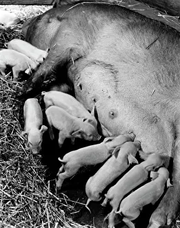 Drucke von Hoher Winkelblick von Schweineferkeln beim Essen Januar Drucke: Blick von oben auf Schweinefötter, die essen.