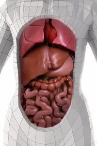 Human Body Structure Drucke: Human Anatomy