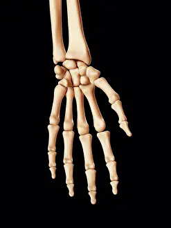 Menschliche Handknochen, Computer-Illustration.
