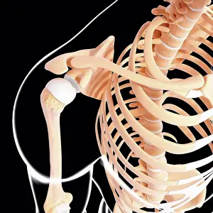 Human Skeleton Anatomy Drucke: Human skeleton, computer artwork