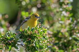 Gerahmter Druck : Acanthis flaveola Gerahmter Druck : Acanthis flaveola
