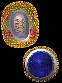 Biomedical Illustration Art Drucke: Illustration of the structure of a typical human virus