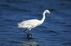 Namibia Bird Species Drucke: Intermediate Egret (egretta garzetta), Adult standing in Water, Namibia, Africa