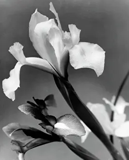 Close Up Iris Flower Drucke: Iris