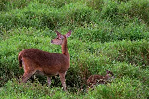Mauritius Wildlife Drucke: Java Deer. Mauritius