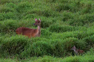 Mauritius Wildlife Drucke: Java Deer. Mauritius