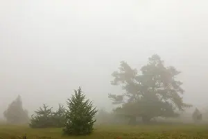 Cupressaceae Family Trees Drucke: Juniper heath in the mist, juniper