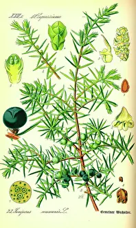 2011 Drucke: Juniperus (Juniperus communis) und Juniperbäume.