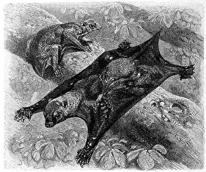 Drucke von Kaguang, Galeopithecus volans L Cynocephalidae Drucke: Kaguang, Galeopithecus volaus L