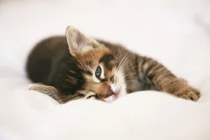 Tabby Kitten Portrait Drucke: Kitten Portrait