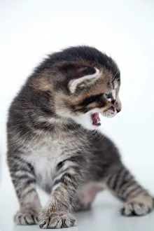 Tabby Kitten Portrait Drucke: Kitten Portrait