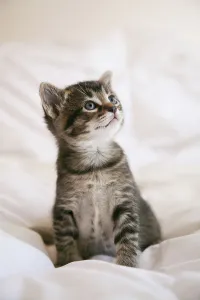 Blue Eyed Kitten Drucke: Kitten Portrait