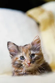 Feline Photography Drucke: Kitten relaxing on bed