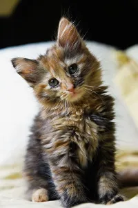 Pet Animal Photography Drucke: Kitten relaxing on bed