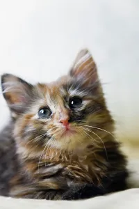 Feline Portrait Photography Drucke: Kitten relaxing on bed