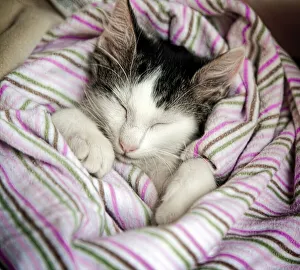Feline Pets Drucke: Kitten resting on a blanket