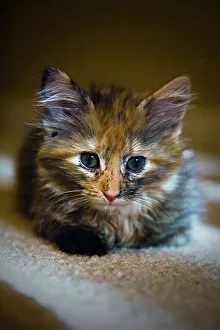 Kitten Portrait Drucke: Kitten resting on carpet