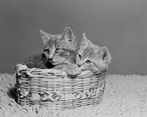 Young Animal Photography Studio Drucke: Two kittens in basket