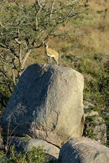 African Animal Portrait Drucke: Klipspringer (Oreotragus oreotragus)
