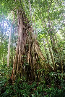 Drucke von Ein großer Chatanierbaum (Stützwurzelbaum, Acomat Boucan Sloanea) wächst im Regenwald auf Abschnitt 11 des Waitukubuli National Trail auf der karibischen Insel Dominica Dominica Drucke: Ein großer Chatanierbaum (Stützwurzelbaum).