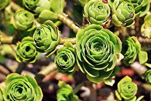 Crassulaceae Family Plant Drucke: Leaf rosette, rosette thickleaf (Aeonium)