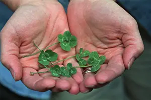 Four Leaf Clover Drucke: Four leafed clovers in cupped hands
