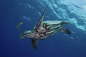 Leatherback-Schildkröten Drucke: Schildkröte mit Lederbauch